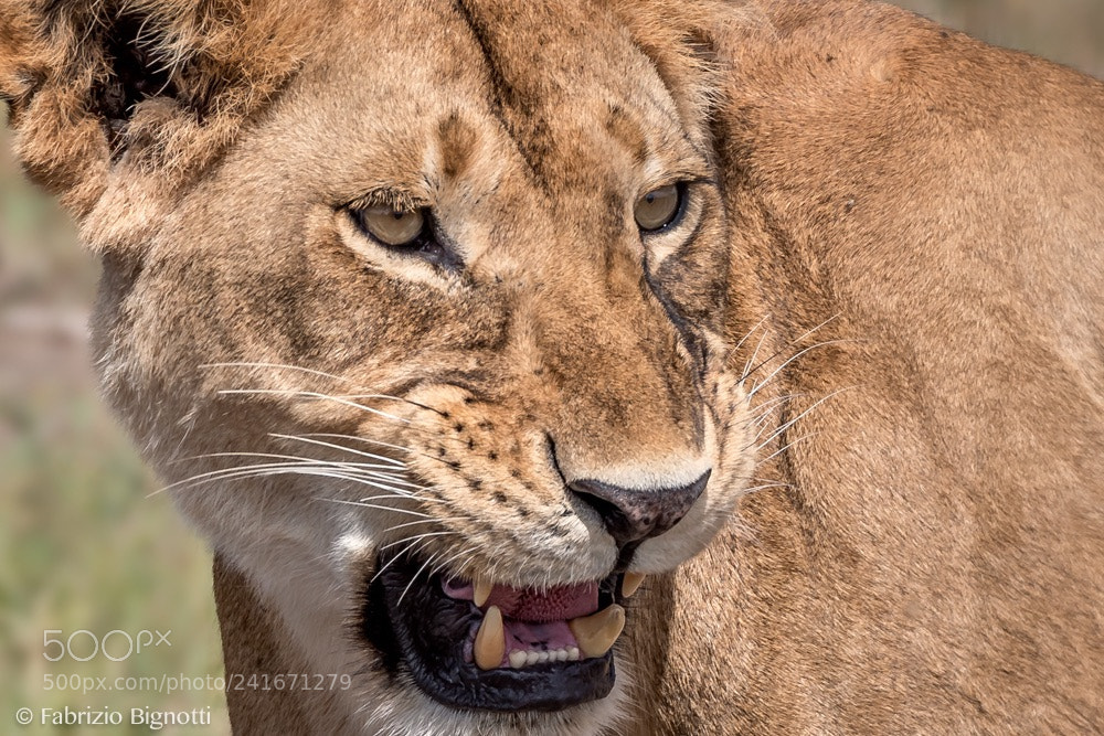 Nikon D500 sample photo. Mum lioness photography