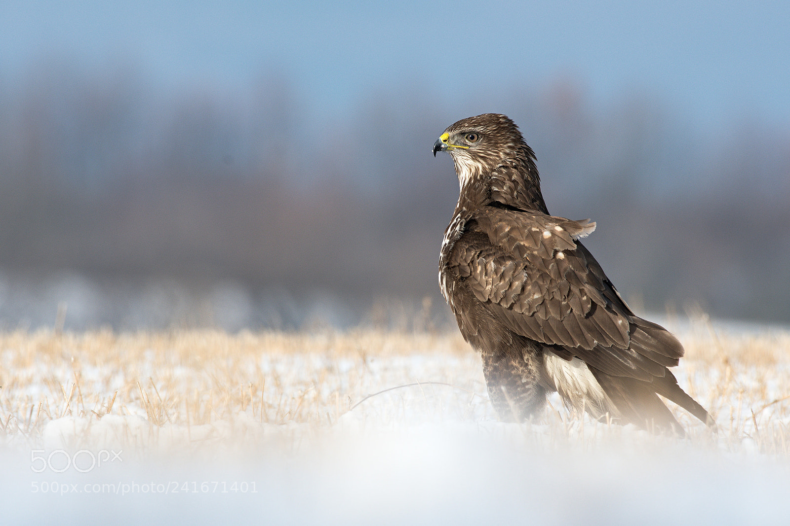 Nikon D500 sample photo. Buzzard photography