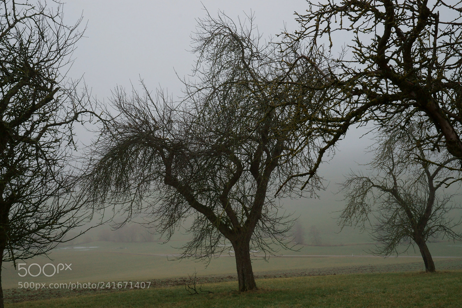 Sony Alpha DSLR-A900 sample photo. Apple tree photography