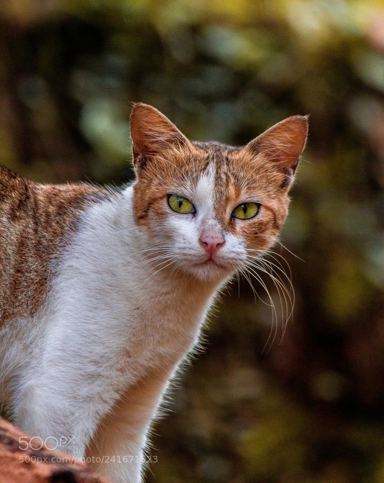 Canon EOS 550D (EOS Rebel T2i / EOS Kiss X4) sample photo. Cat! photography
