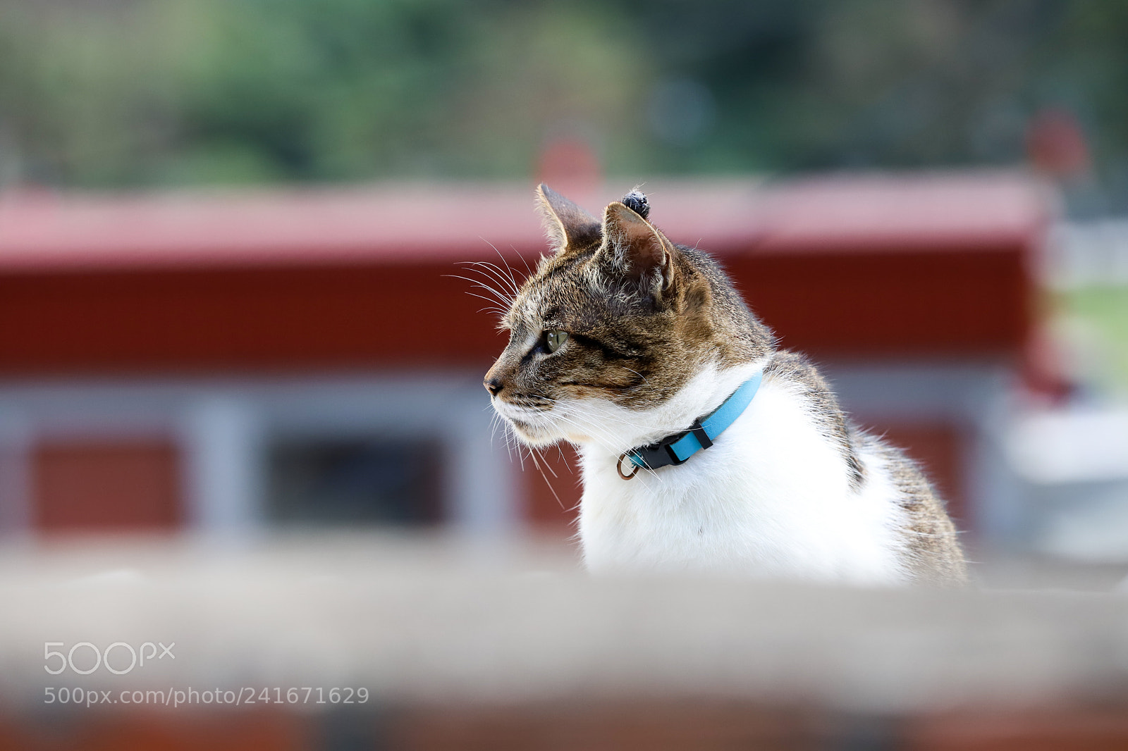 Canon EOS 6D Mark II sample photo. Cat.jpg photography