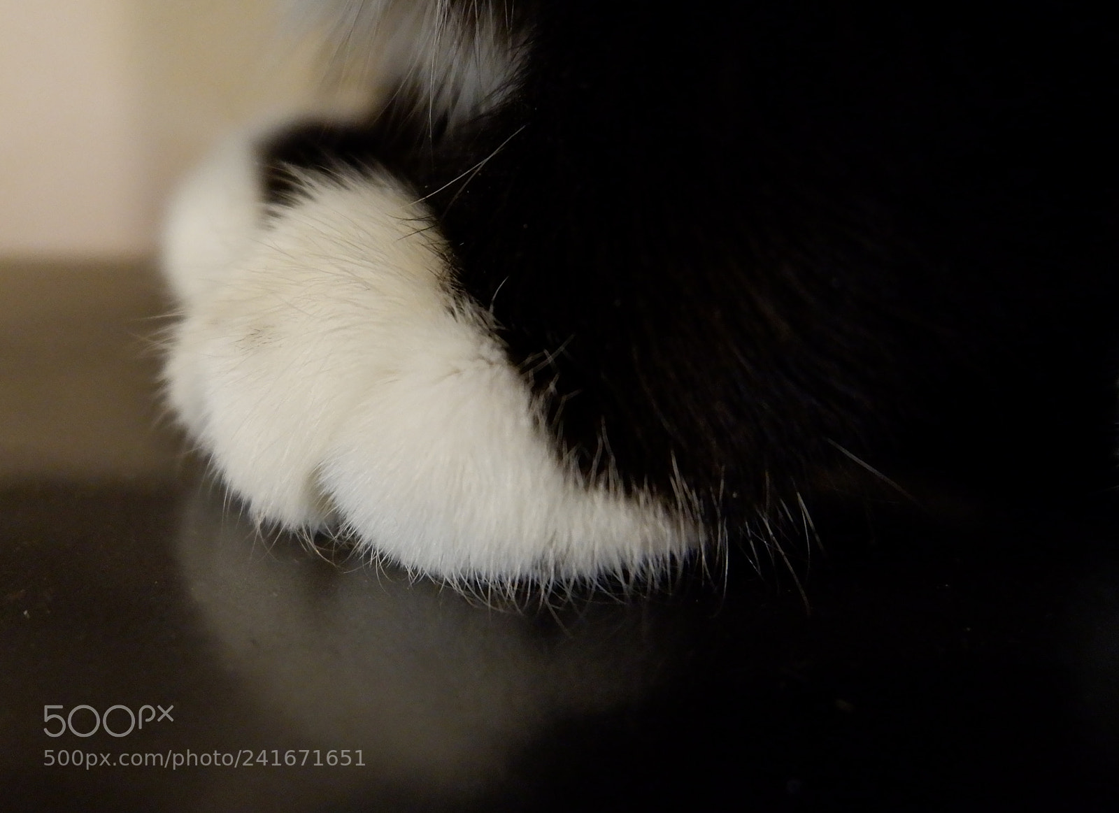 Fujifilm X-A10 sample photo. лапочки photography