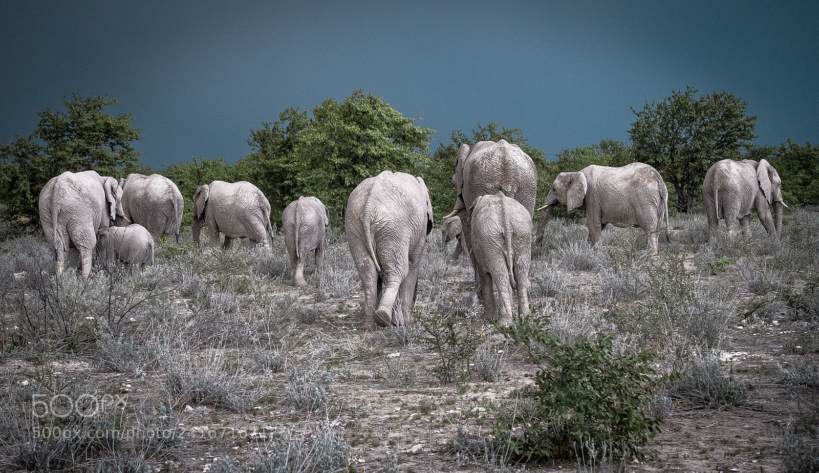 Fujifilm X-E1 sample photo. Etosha's elephants photography