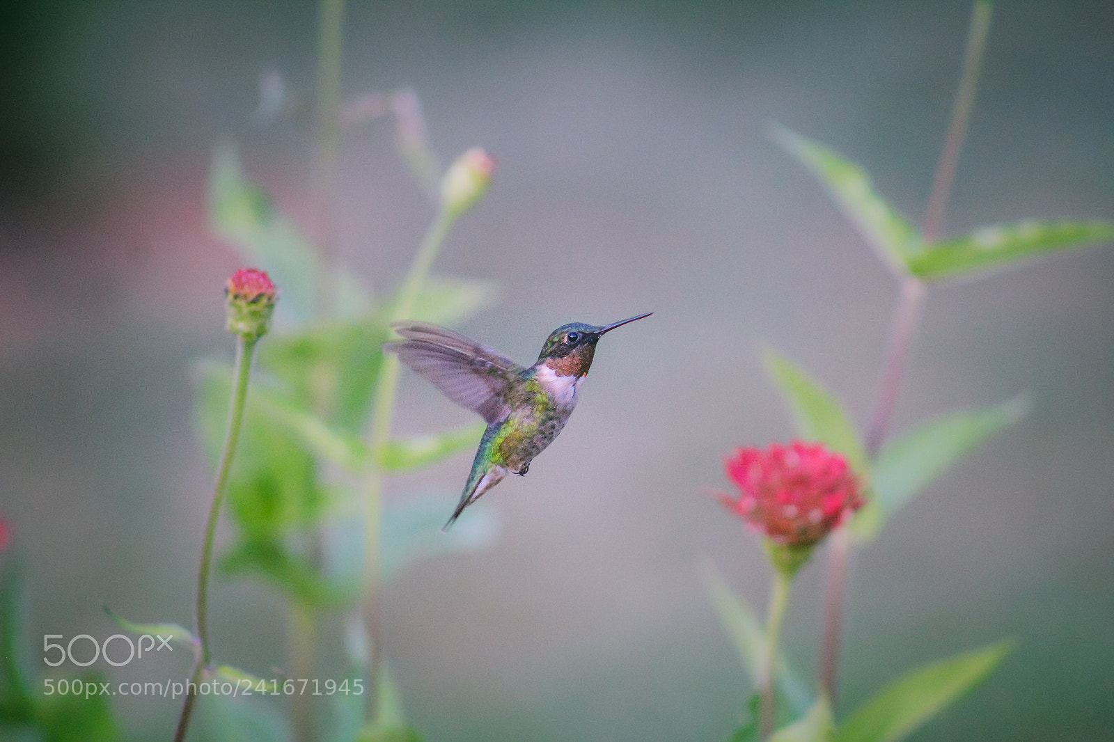 Canon EOS 1200D (EOS Rebel T5 / EOS Kiss X70 / EOS Hi) sample photo. Hummingbird photography