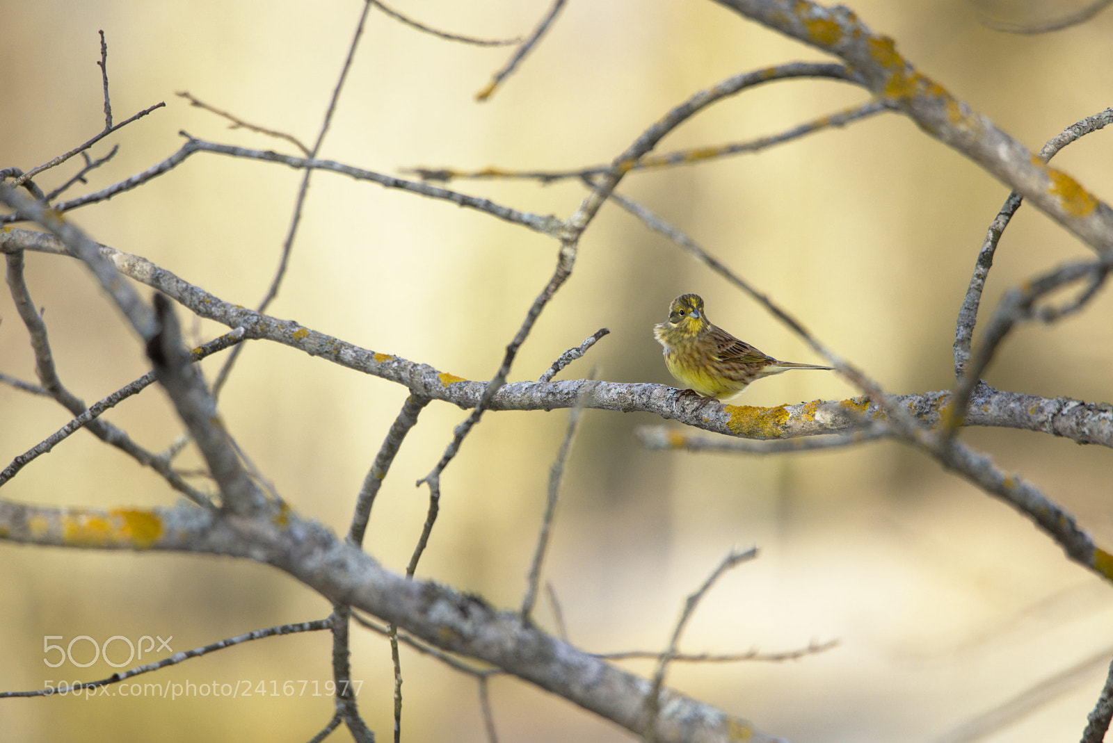 Nikon D810 sample photo. Yellow hammer plume photography