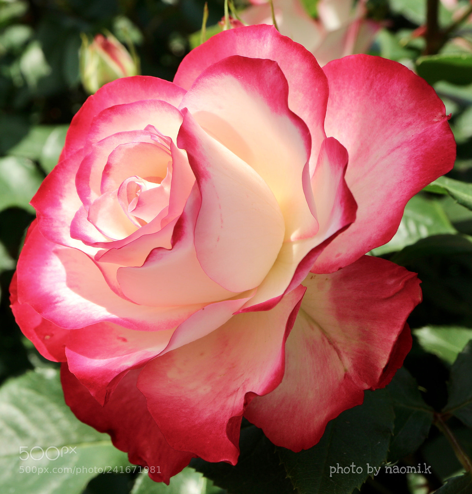 Canon EOS M10 sample photo. Rose photography