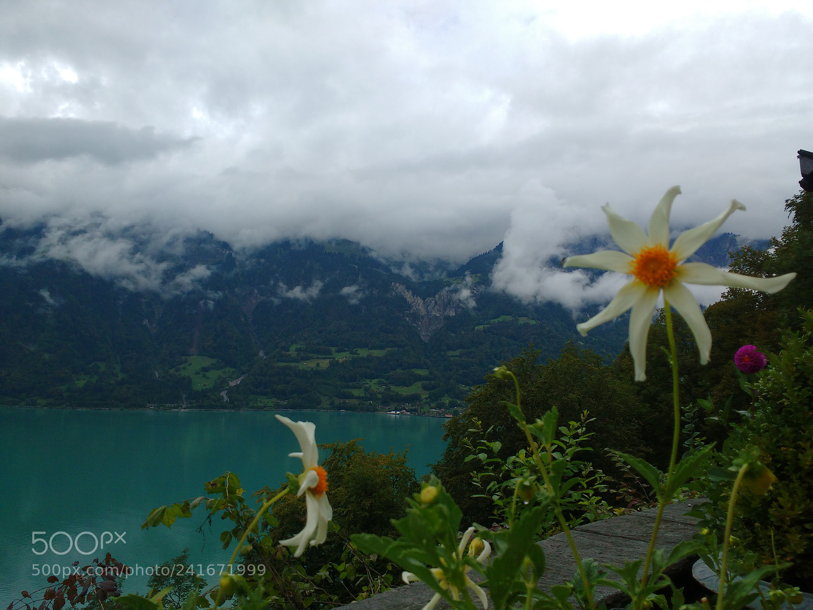 Motorola MotoG3 sample photo. Mountain flowers photography