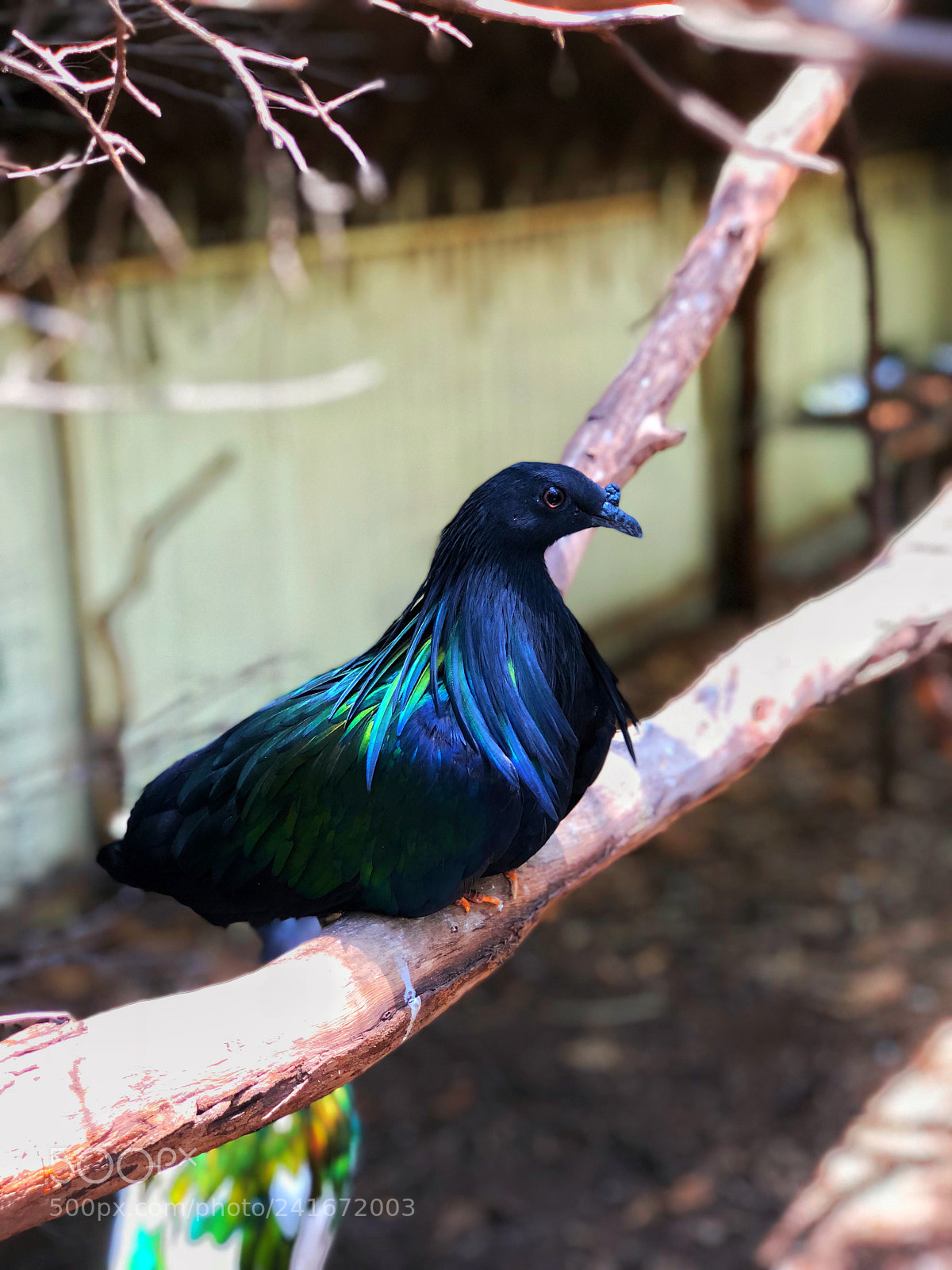 Apple iPhone 8 Plus sample photo. Black bird photography