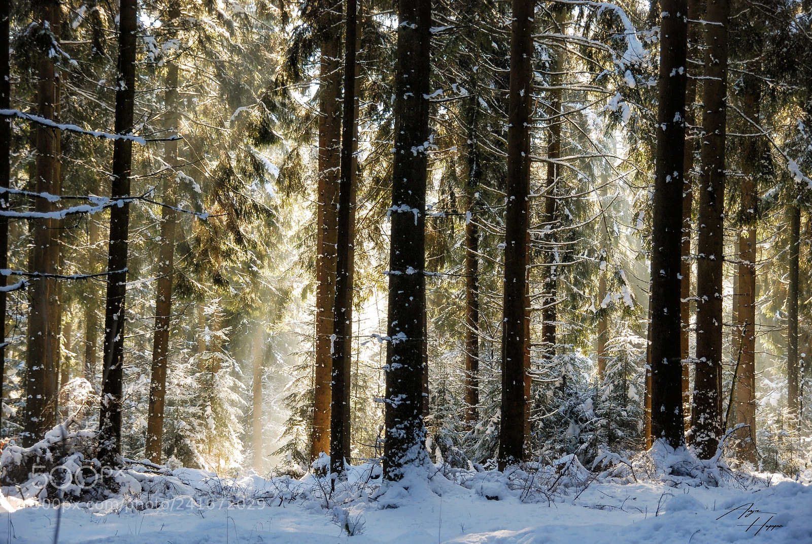 Nikon D80 sample photo. Sun in the winterforest photography