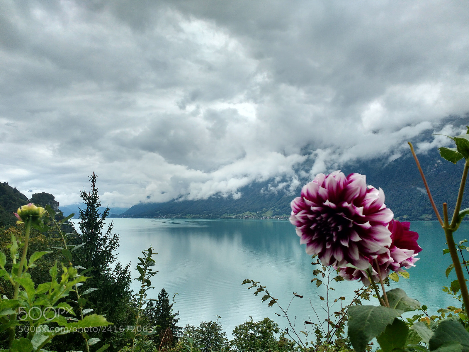 Motorola MotoG3 sample photo. Flowers photography