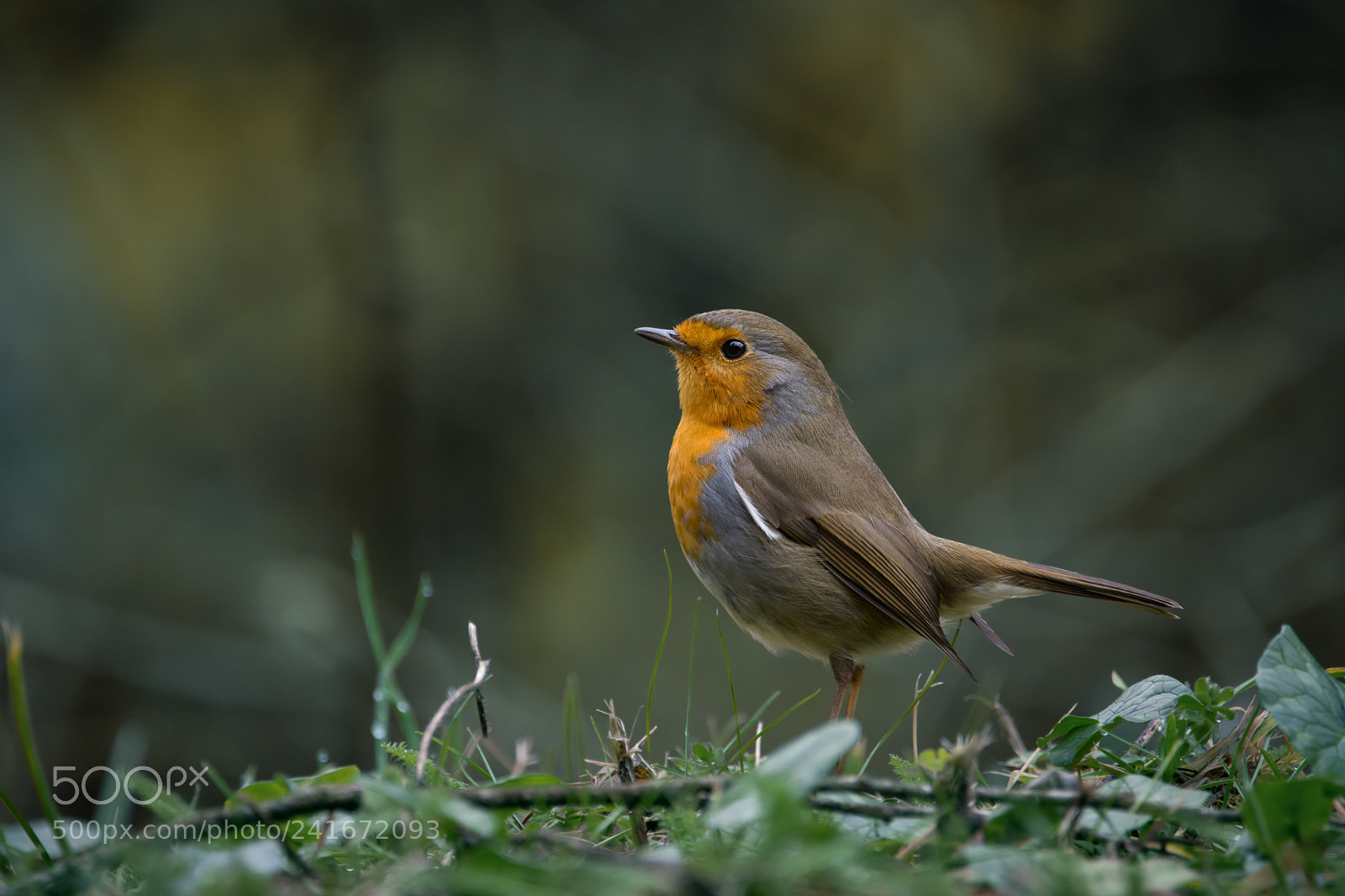 Nikon D7200 sample photo. Robin photography