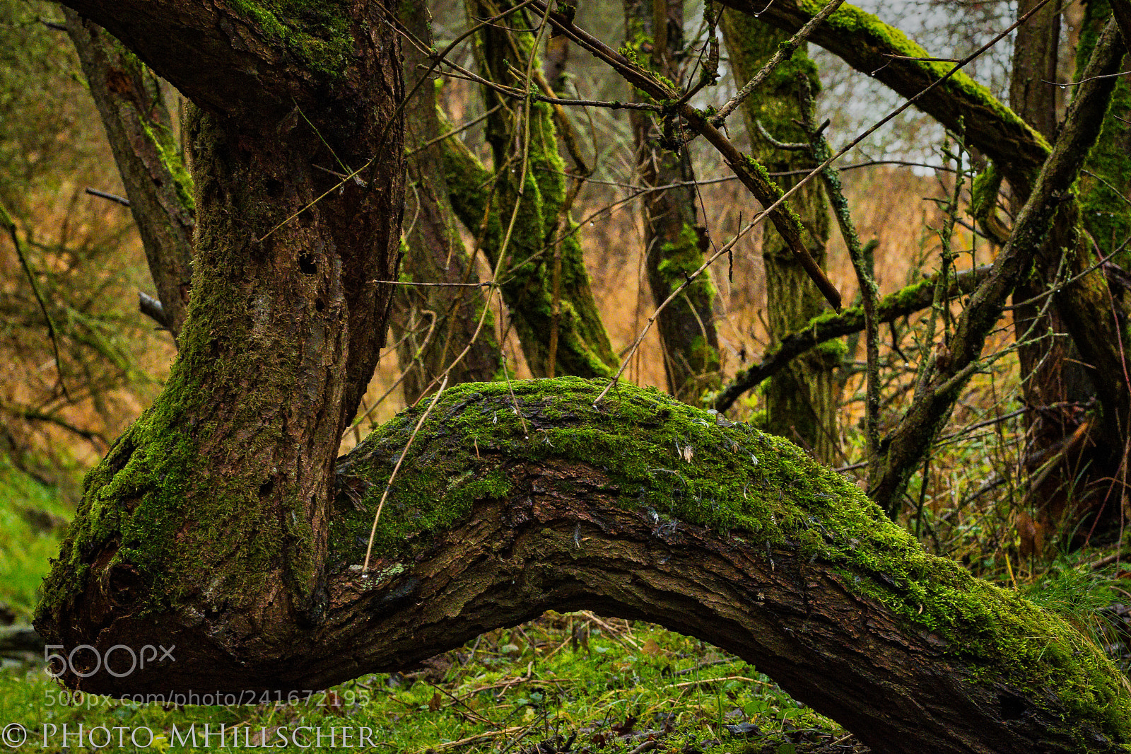 Fujifilm X-T2 sample photo. Alter baum photography