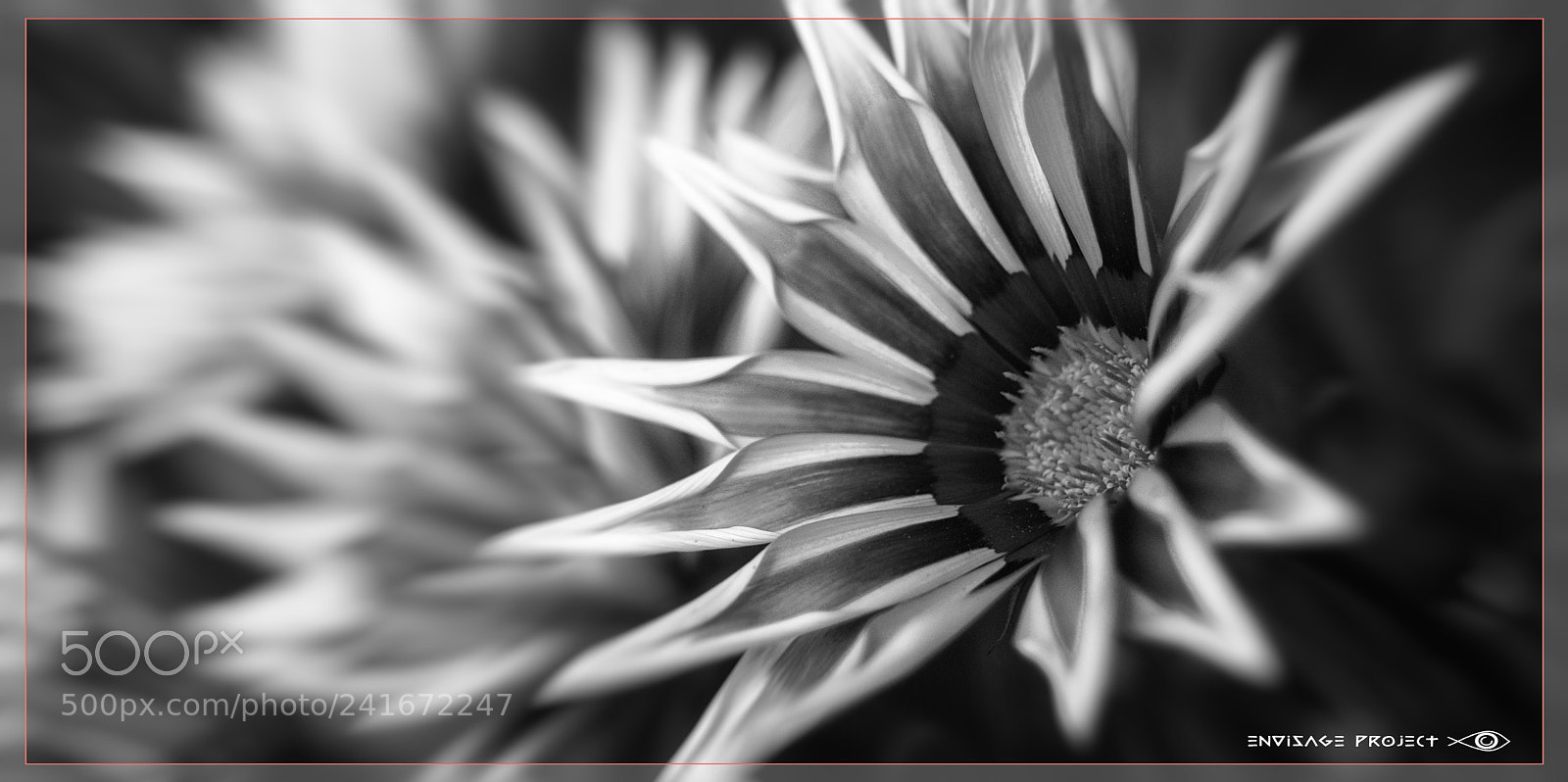 Sony a7R sample photo. Monochrome daisies photography