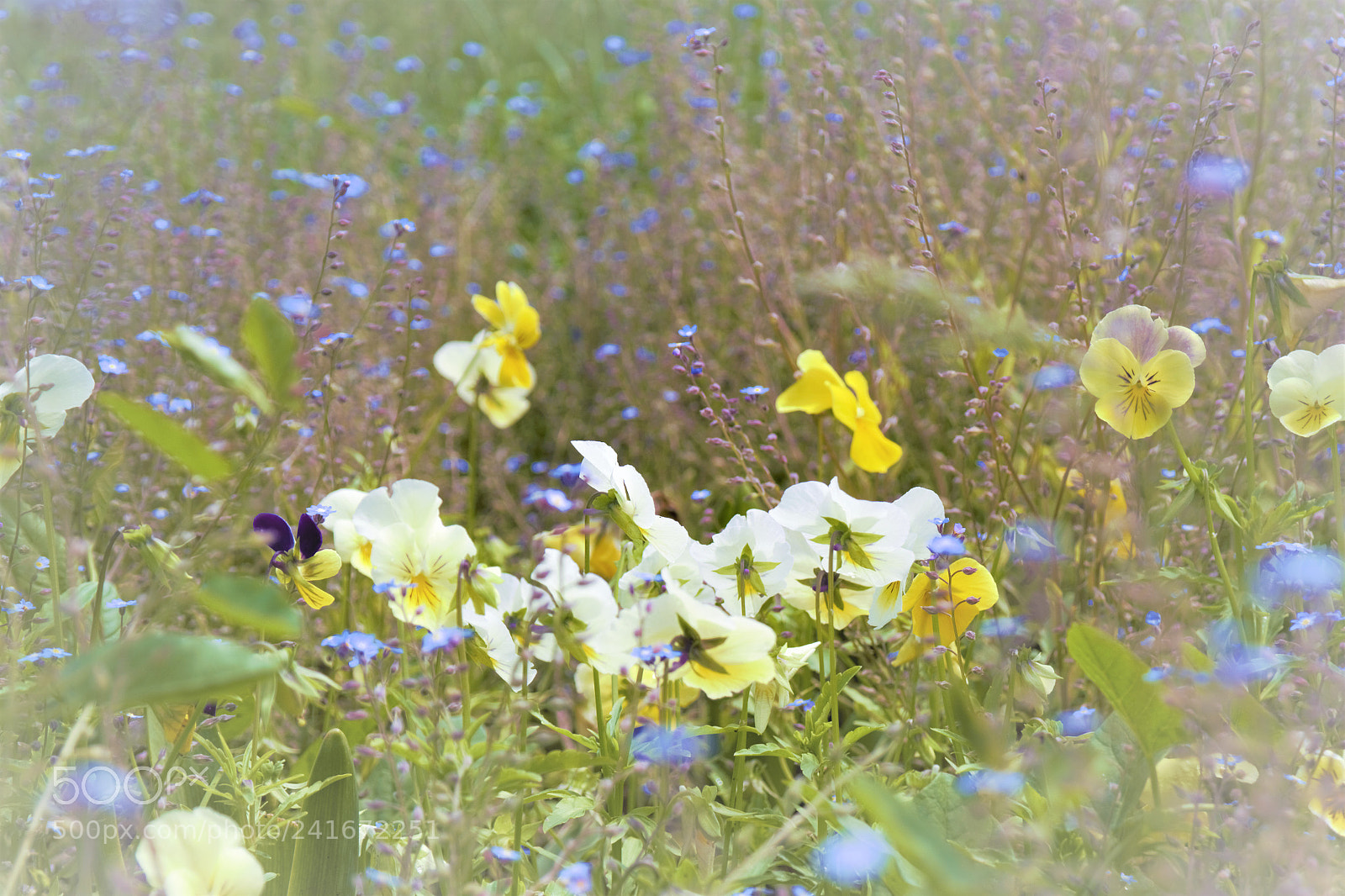 Samsung NX2000 sample photo. Sam photography