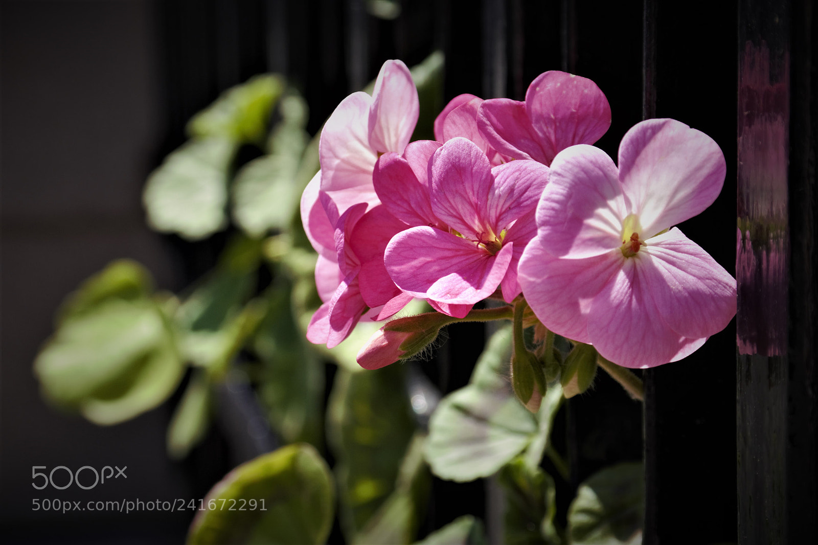 Samsung NX2000 sample photo. Sam photography