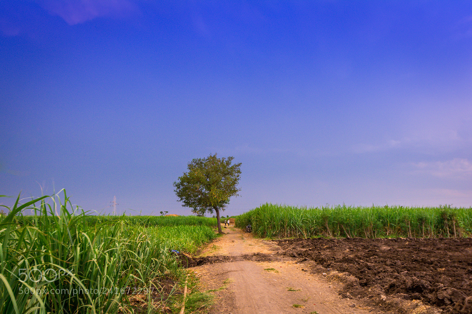 Nikon D7100 sample photo. Alone survivor photography