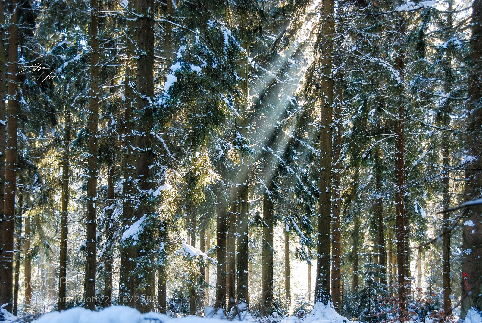 Nikon D80 sample photo. Sun in the winterforest photography
