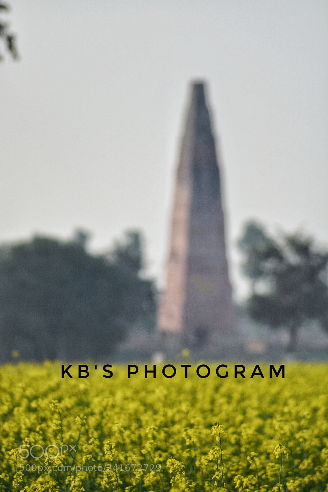 Nikon D5200 sample photo. Mustard field with trees photography