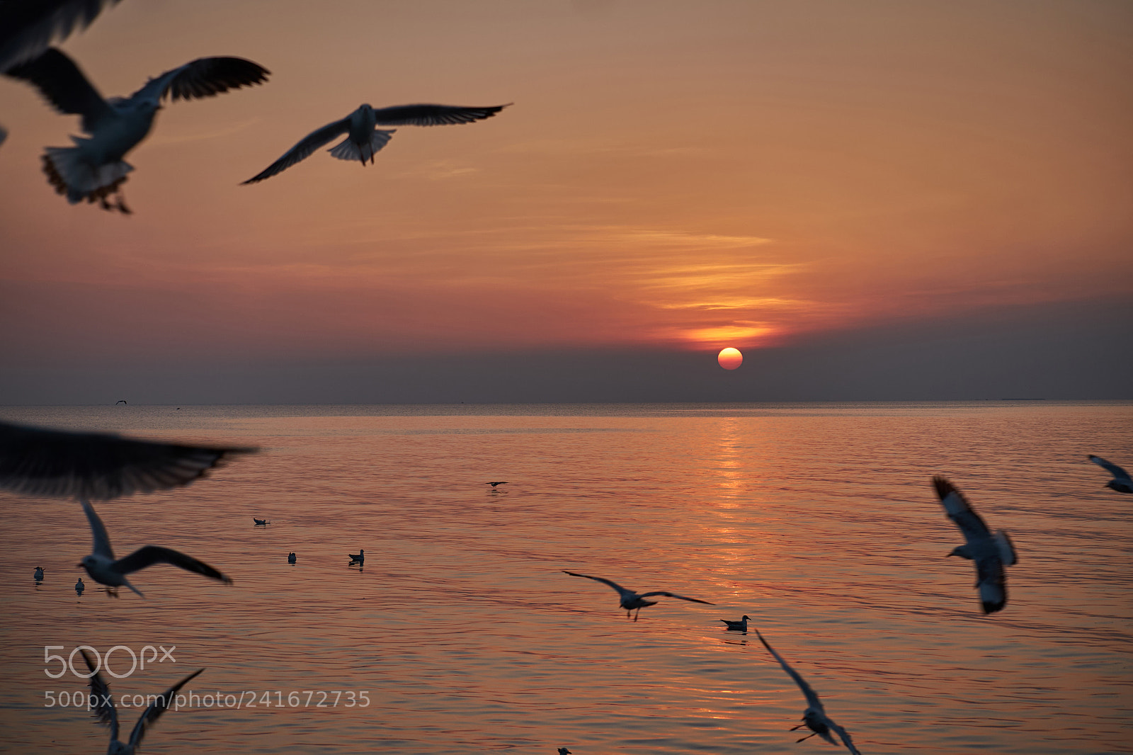 Fujifilm X-T10 sample photo. Sunset with silhouette bird photography