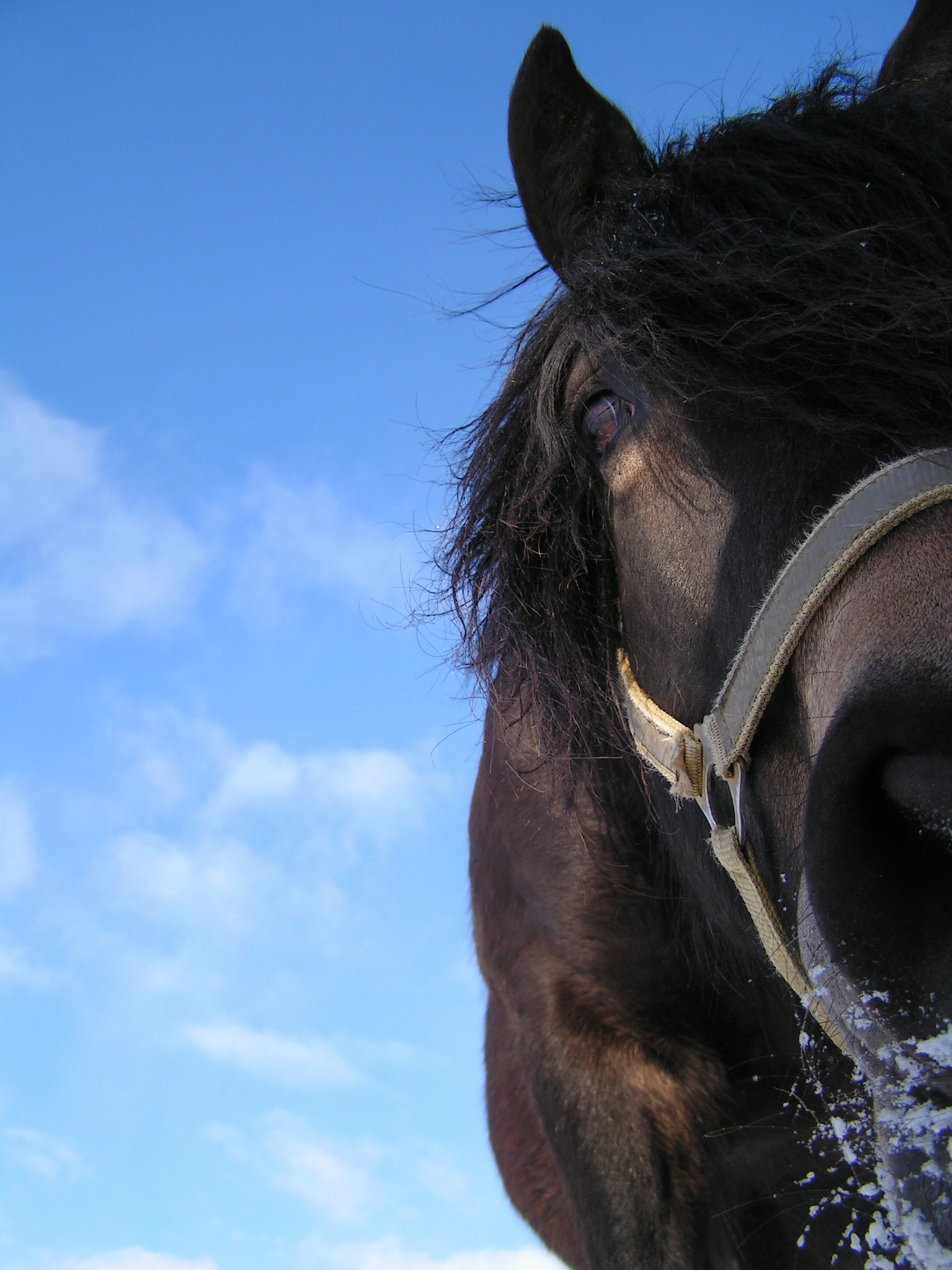 KONICA MINOLTA DiMAGE Z2 sample photo. Ronja, northswedish workhorse photography