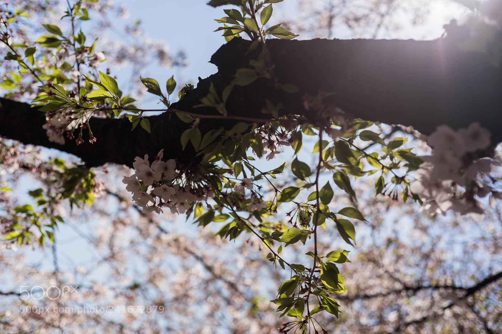 Sony a7 II sample photo. Dsc photography