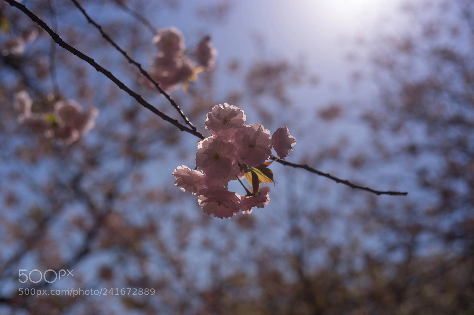 Sony a7 II sample photo. Dsc photography