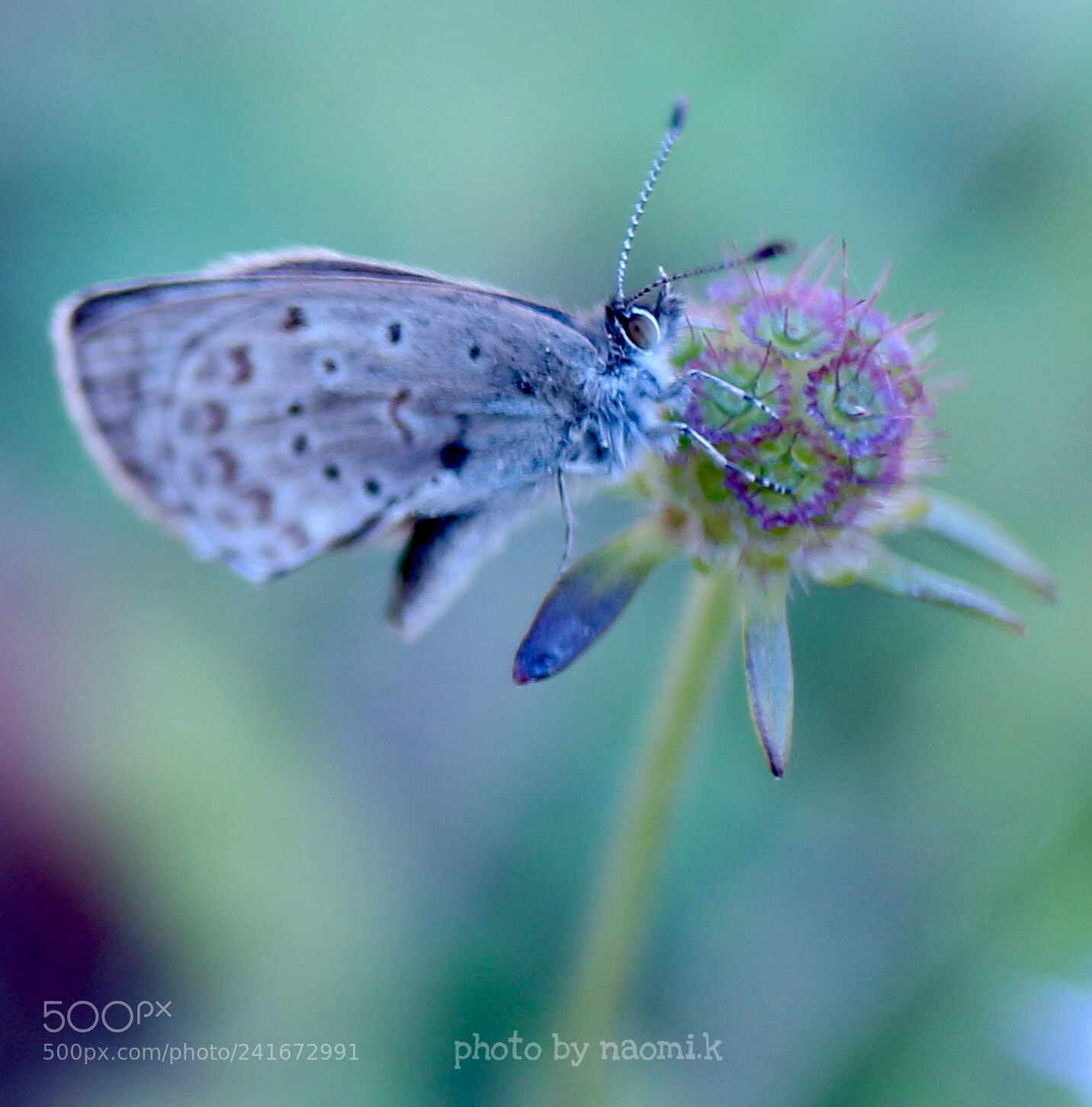 Canon EOS M10 sample photo. Butterfly photography