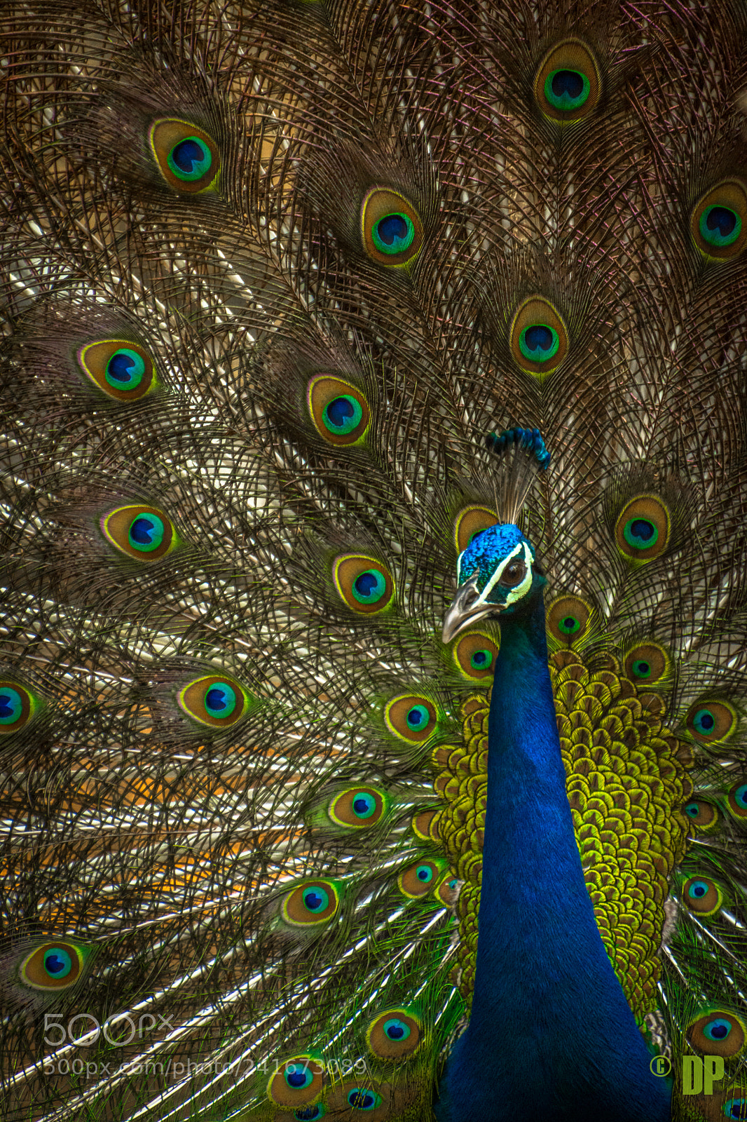 Nikon D7200 sample photo. Peacock !!! photography