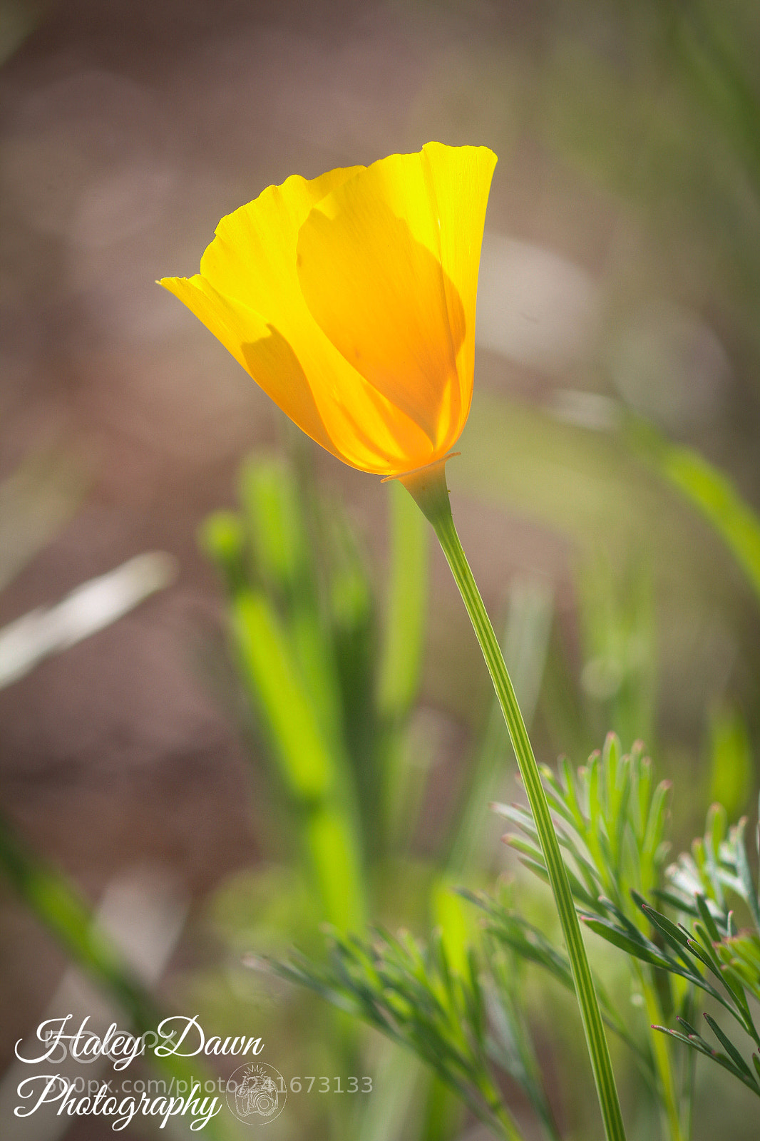 Canon EOS 1200D (EOS Rebel T5 / EOS Kiss X70 / EOS Hi) sample photo. Wildflower poppy photography