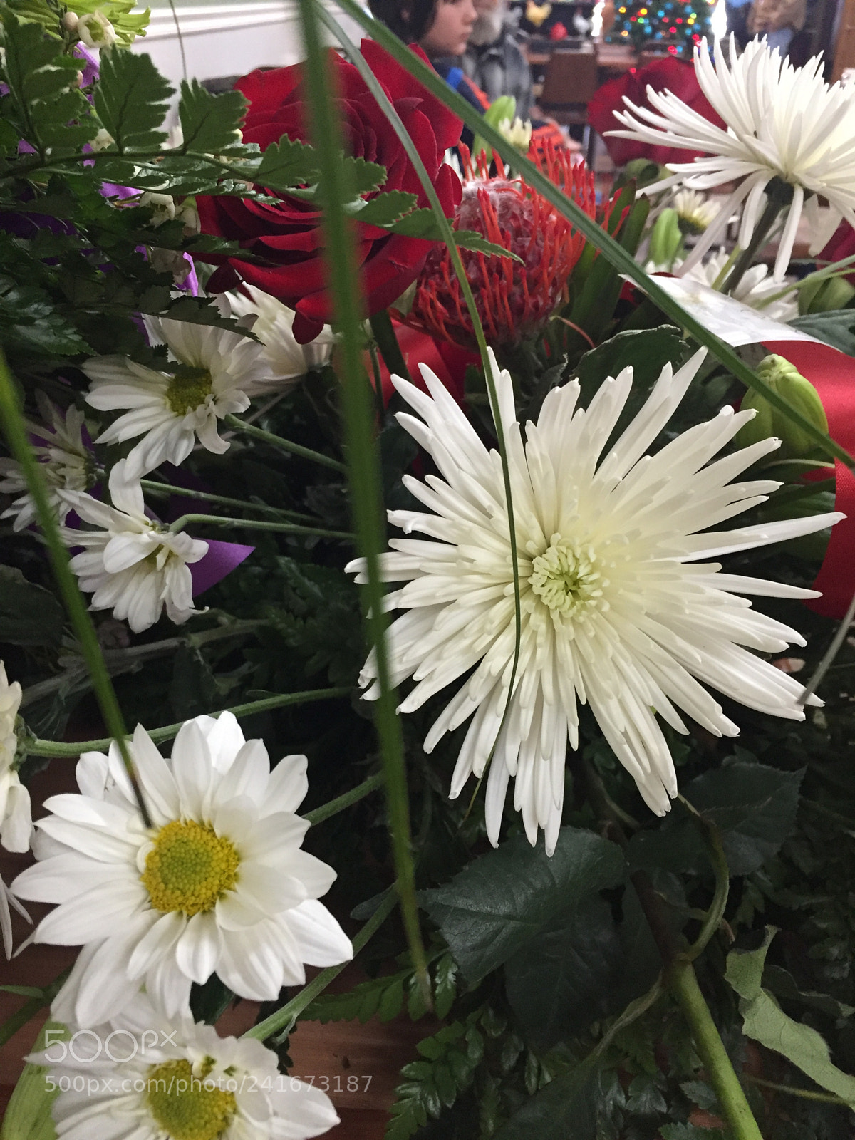 Apple iPhone 6 Plus sample photo. Sunday flower photography
