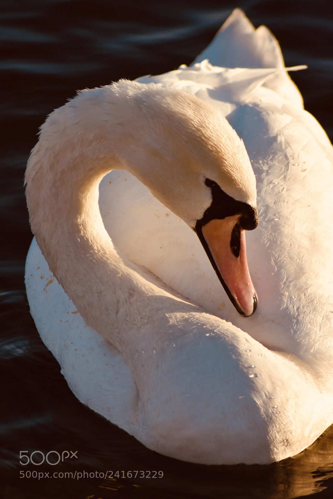 Nikon D5500 sample photo. Swan in lake photography