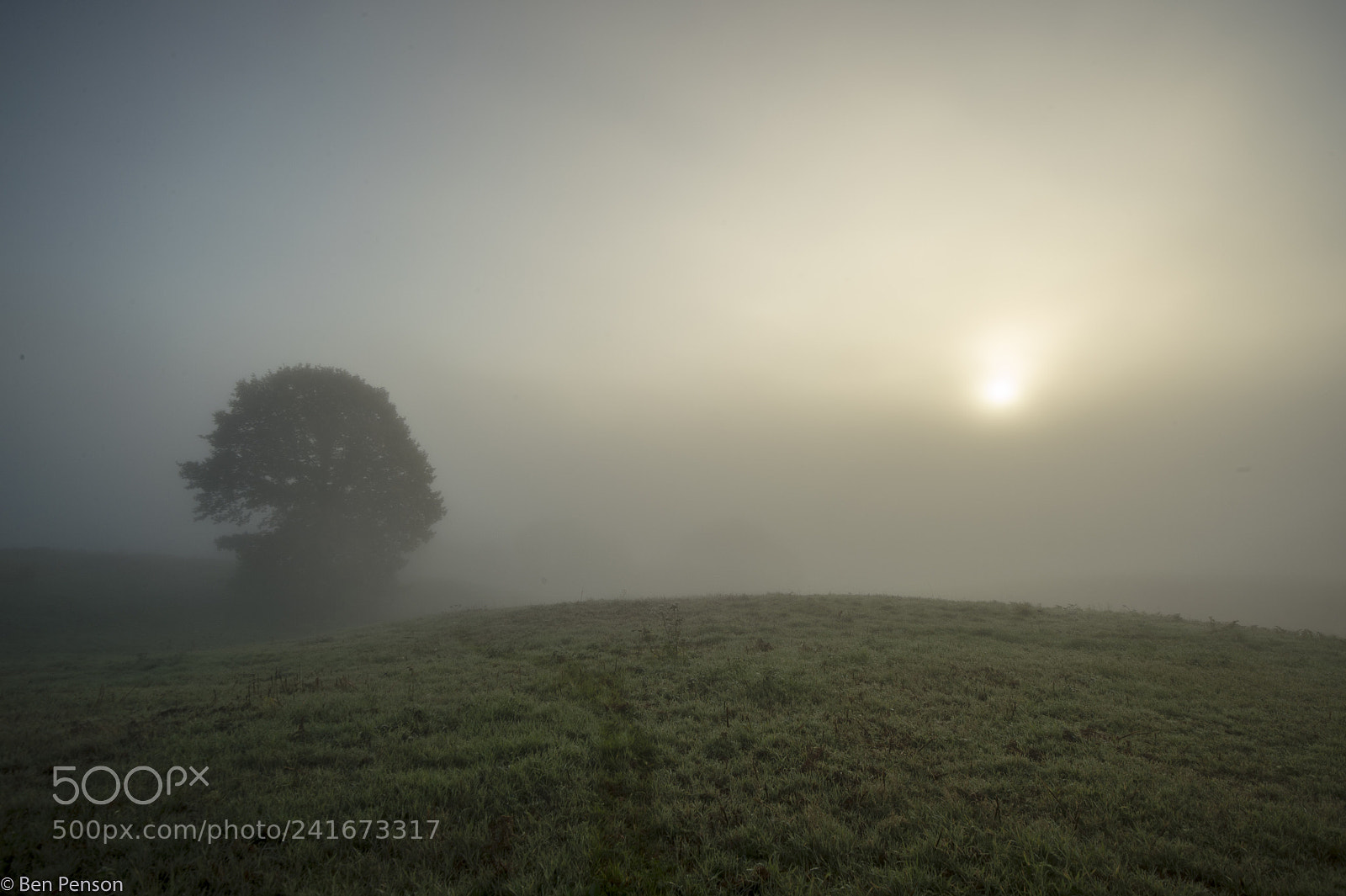 Nikon D4 sample photo. Alone in the fog photography