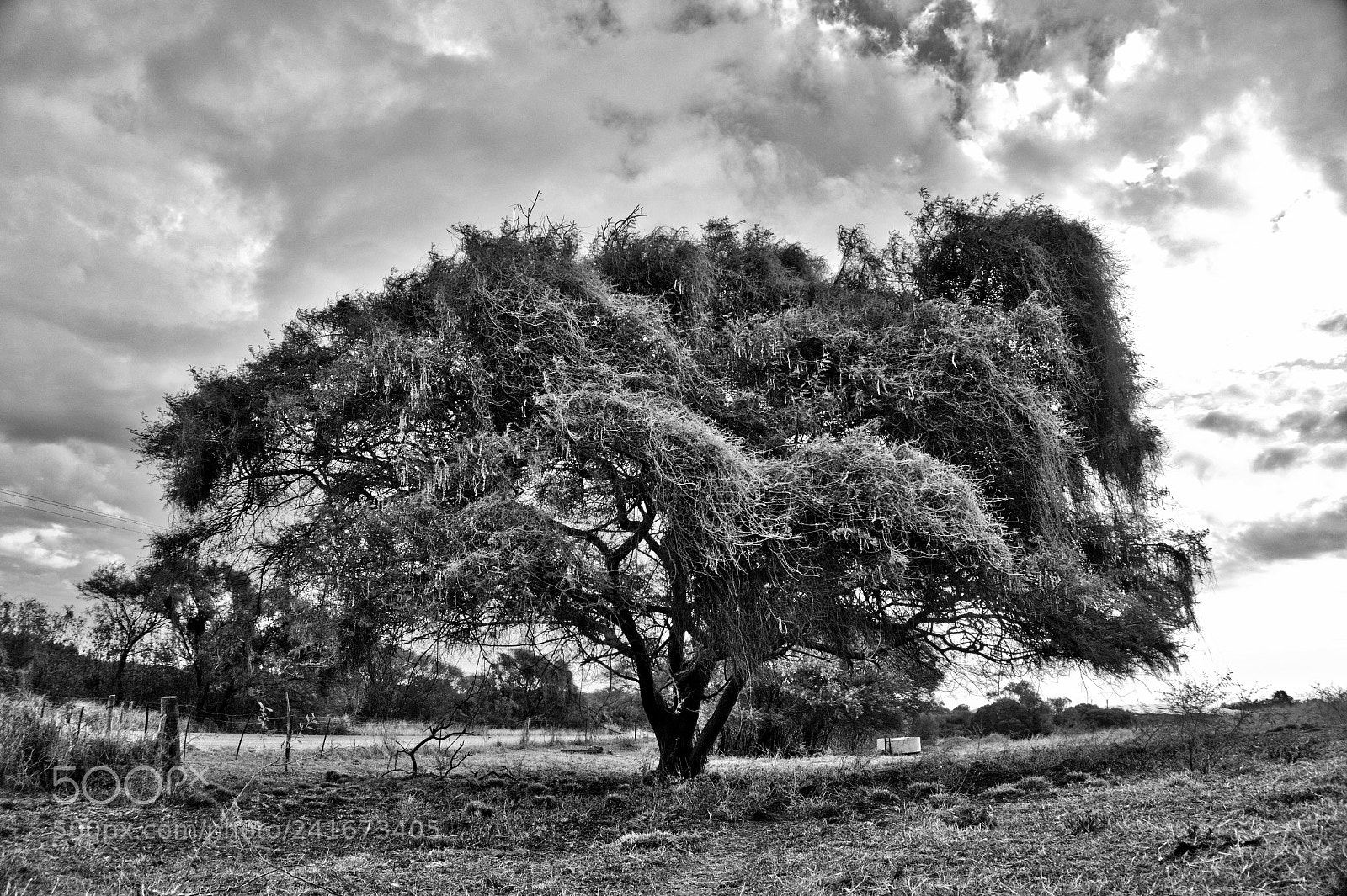 Sony Alpha a5000 (ILCE 5000) sample photo. Arbre submerge par une photography