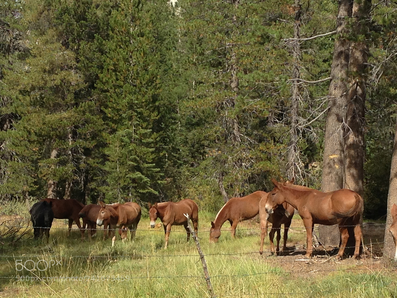 Apple iPhone 5 sample photo. Horsies photography