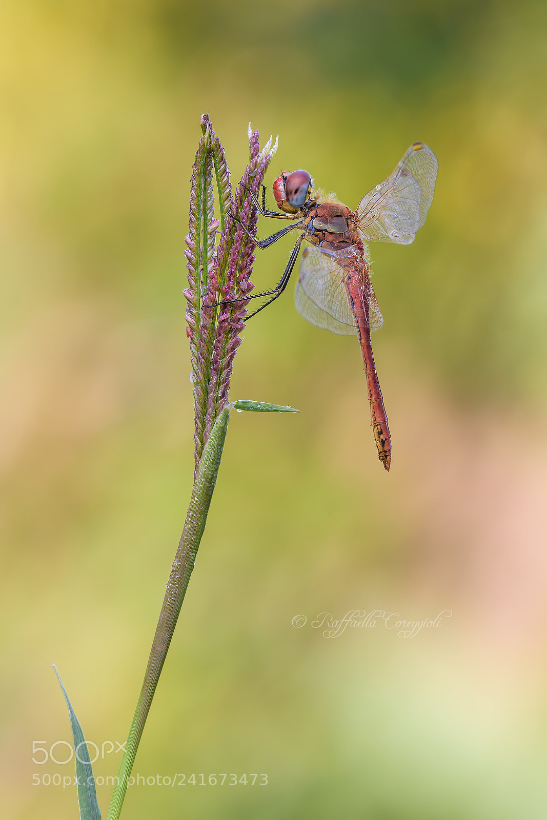 Nikon D7200 sample photo. Sympetrum fonscolombii photography