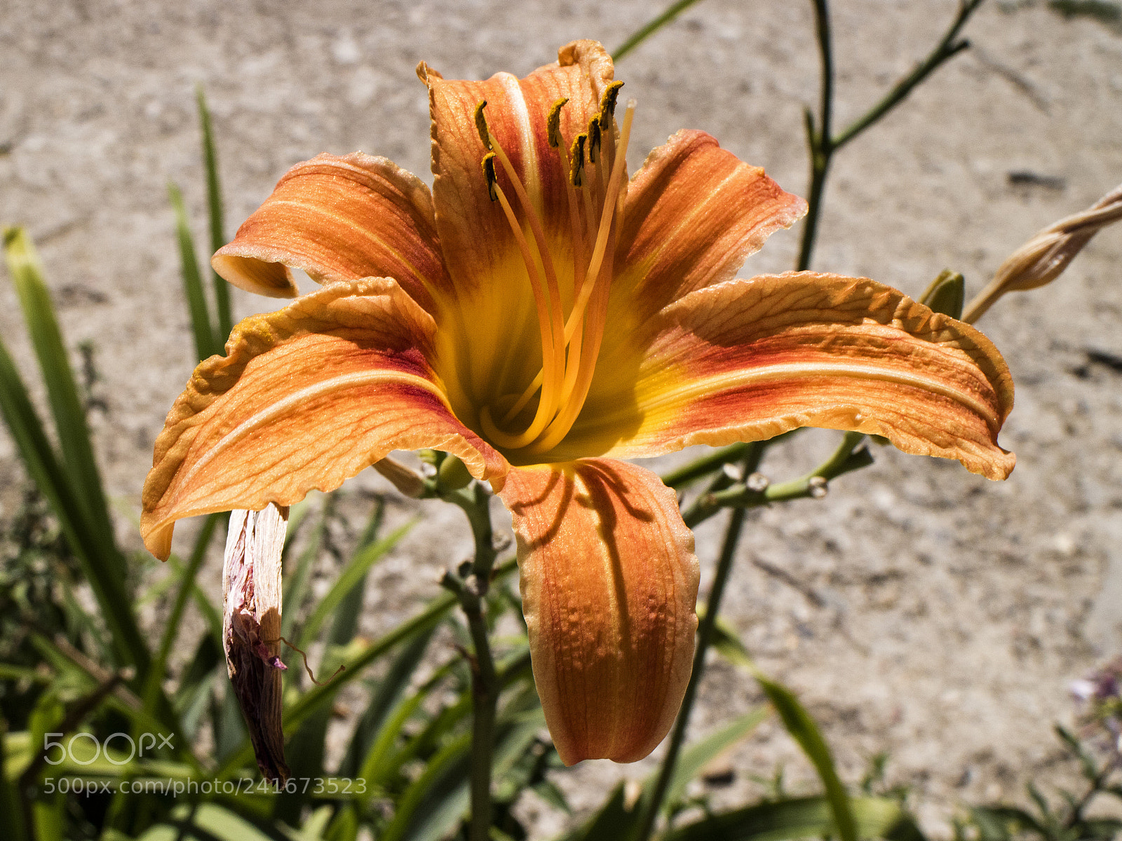 Canon EOS M3 sample photo. Copia photography