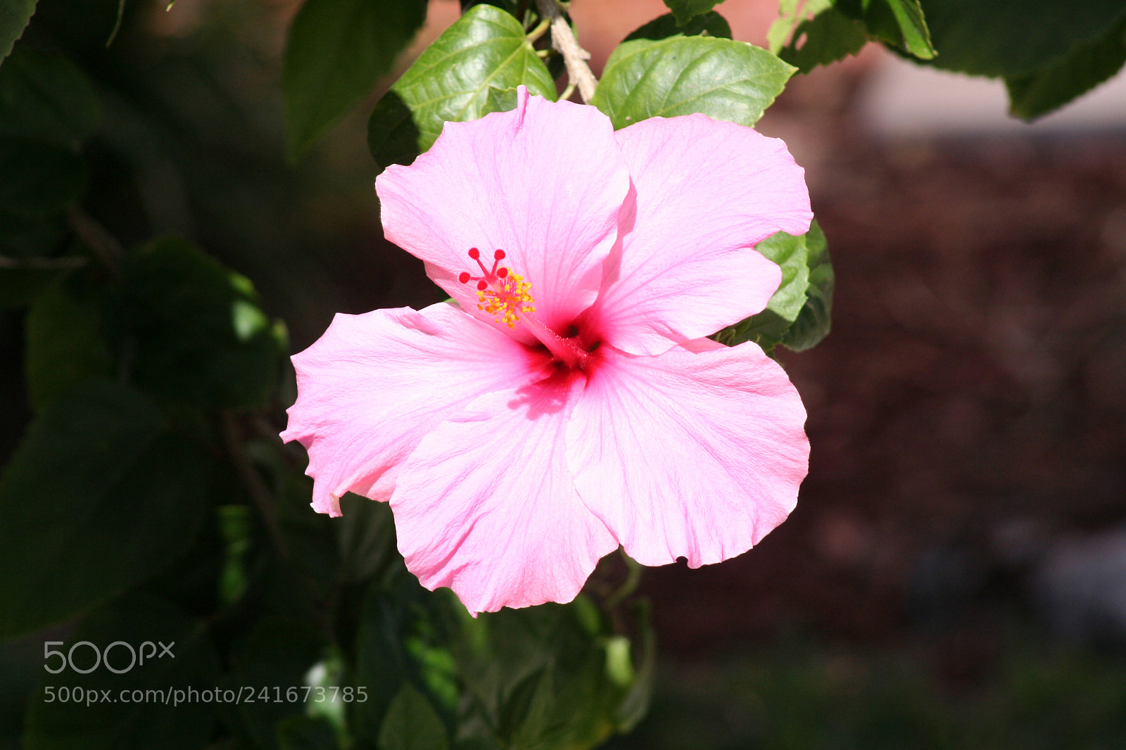 Canon EOS 350D (EOS Digital Rebel XT / EOS Kiss Digital N) sample photo. Closeup of pink hibiscus photography