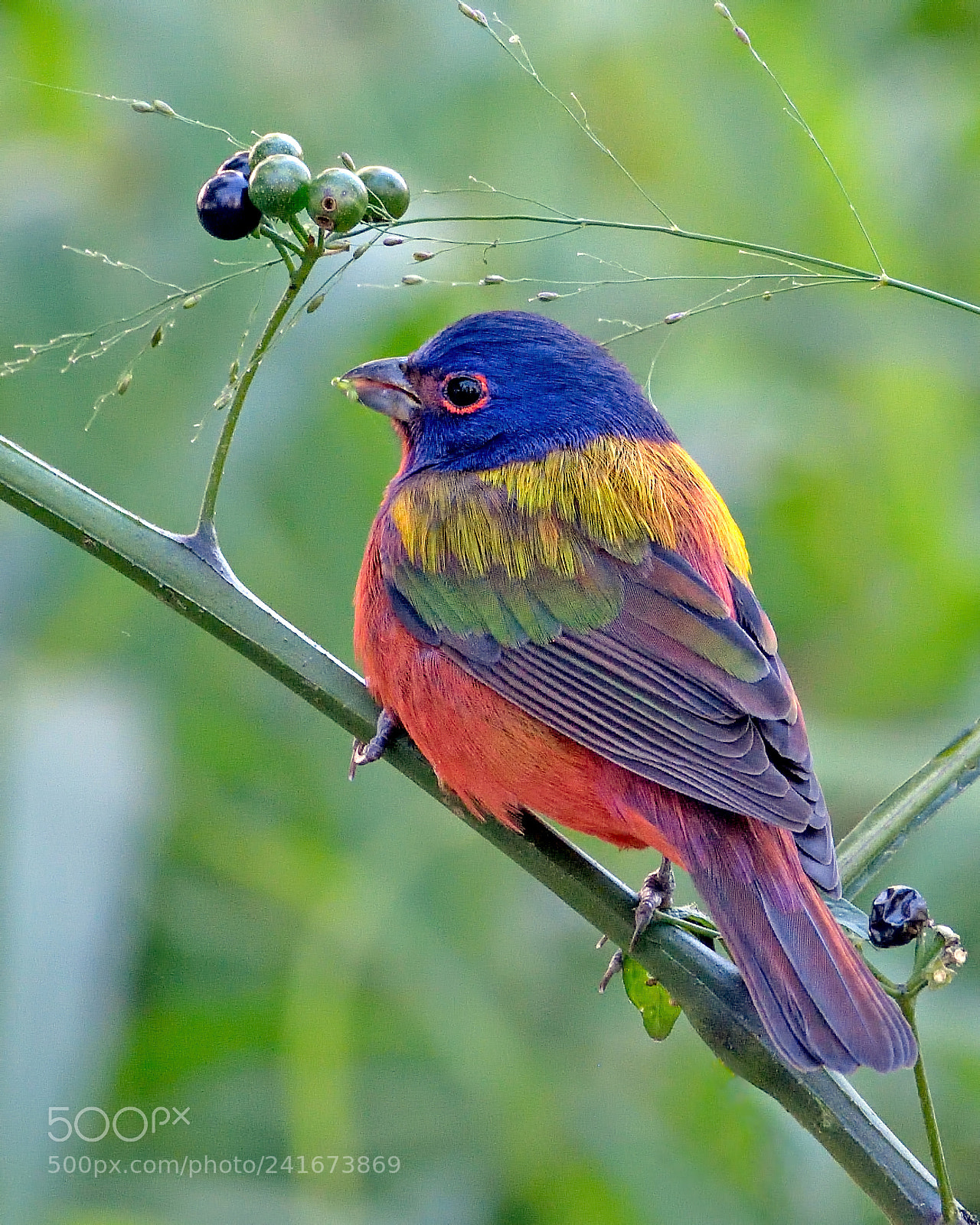 Nikon D7200 sample photo. Painted bunting photography