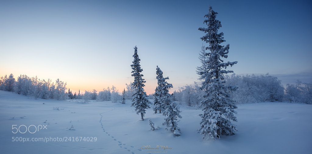 Canon EOS 5DS R sample photo. New years fir tree photography
