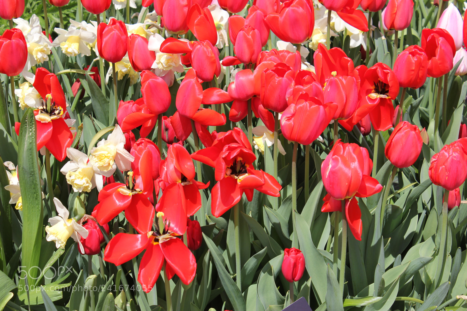 Canon EF-S 18-55mm F3.5-5.6 IS sample photo. Tulips edward's gardens, toronto photography