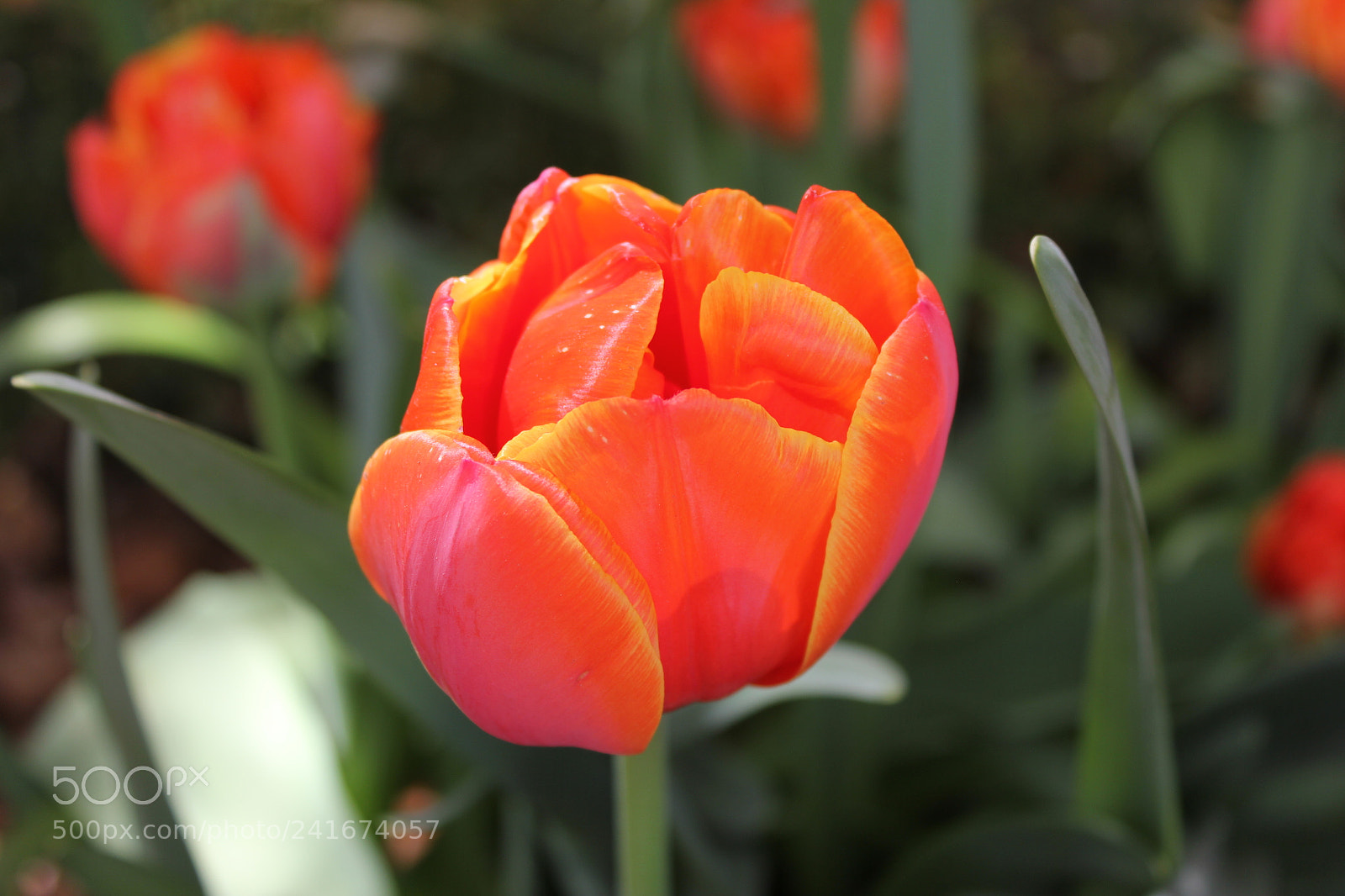 Canon EF-S 18-55mm F3.5-5.6 IS sample photo. Tulips edward's gardens, toronto photography