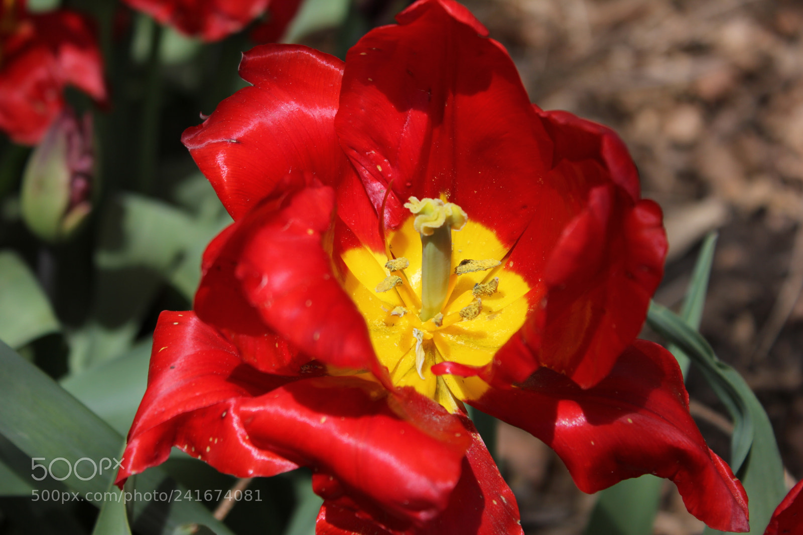 Canon EF-S 18-55mm F3.5-5.6 IS sample photo. Tulips edward's gardens, toronto photography