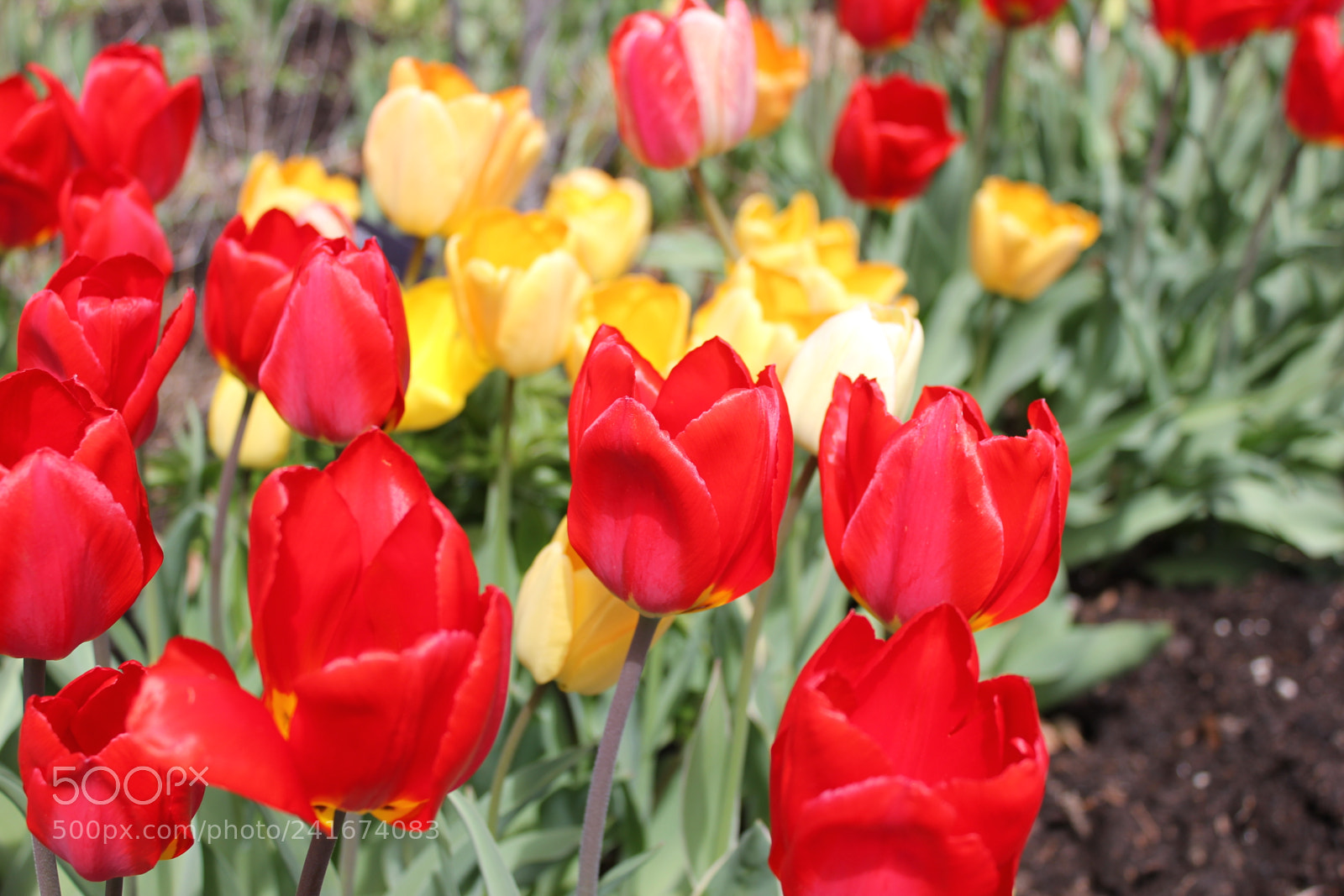 Canon EF-S 18-55mm F3.5-5.6 IS sample photo. Tulips edward's gardens, toronto photography