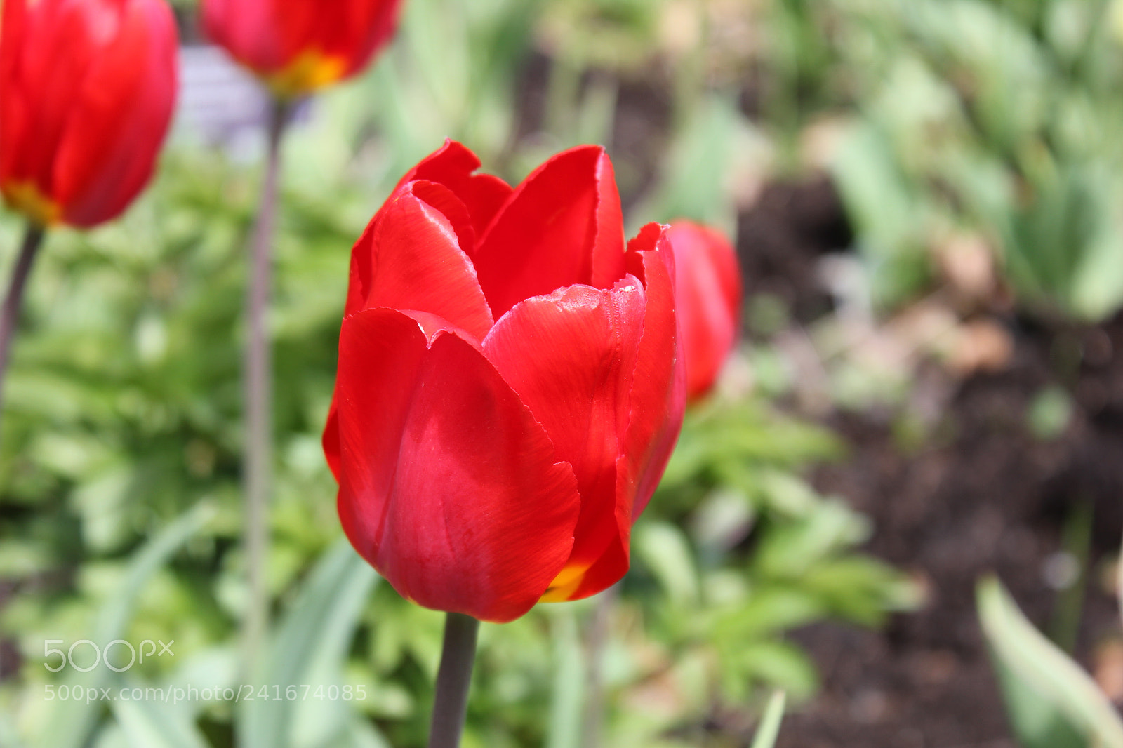 Canon EF-S 18-55mm F3.5-5.6 IS sample photo. Tulips edward's gardens, toronto photography