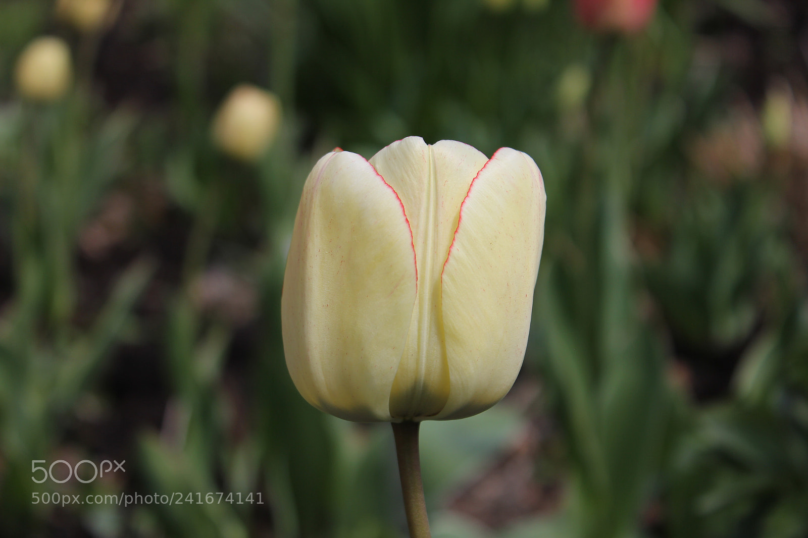 Canon EF-S 18-55mm F3.5-5.6 IS sample photo. Tulips edward's gardens, toronto photography