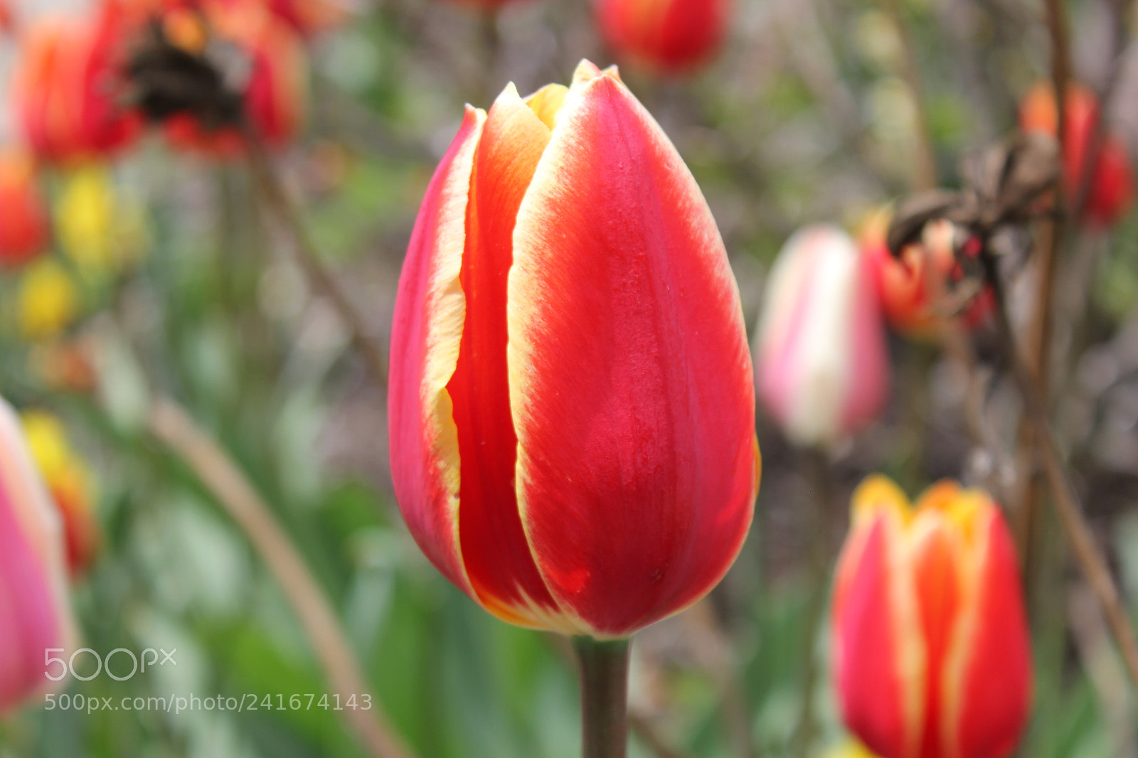 Canon EF-S 18-55mm F3.5-5.6 IS sample photo. Tulips edward's gardens, toronto photography