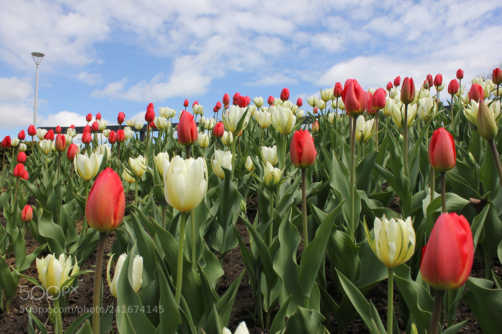 Canon EF-S 18-55mm F3.5-5.6 IS sample photo. Tulips edward's gardens, toronto photography