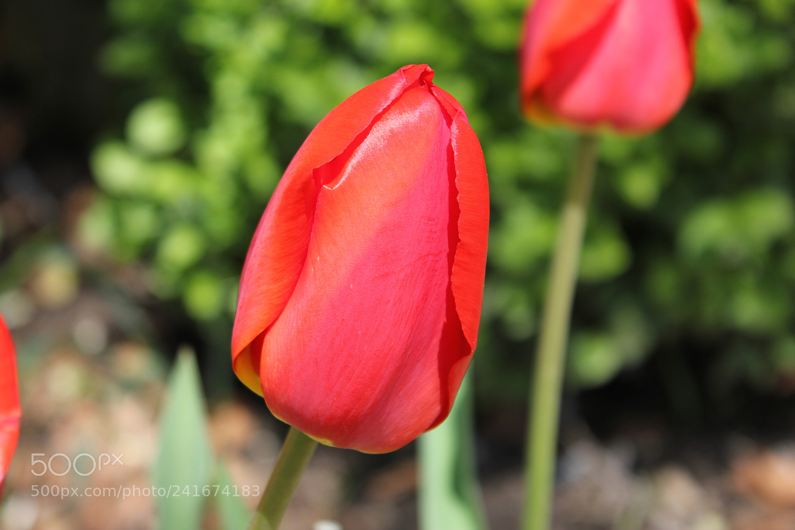 Canon EF-S 18-55mm F3.5-5.6 IS sample photo. Tulips edward's gardens, toronto photography