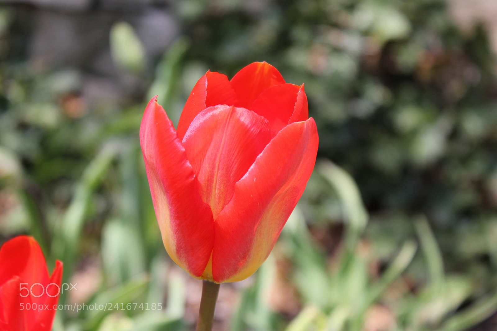 Canon EF-S 18-55mm F3.5-5.6 IS sample photo. Tulips edward's gardens, toronto photography