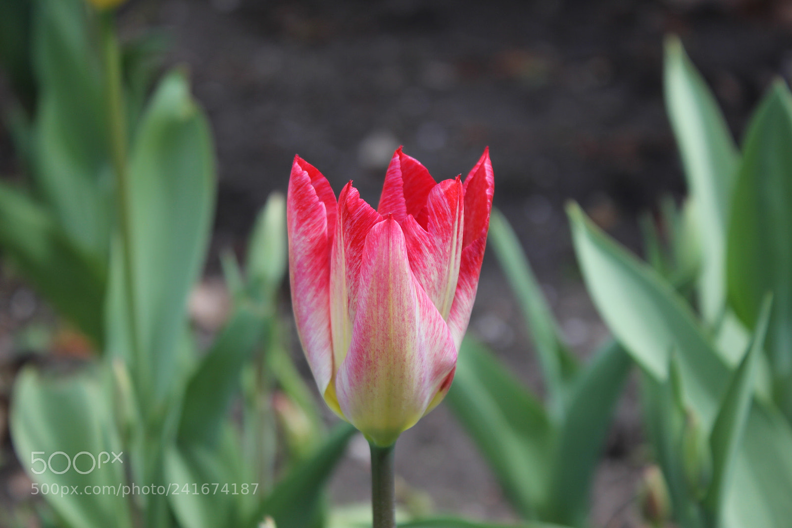 Canon EF-S 18-55mm F3.5-5.6 IS sample photo. Tulips edward's gardens, toronto photography